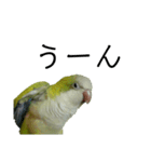 オキナインコ④（個別スタンプ：13）