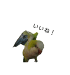 オキナインコ④（個別スタンプ：14）