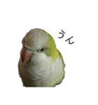 オキナインコ④（個別スタンプ：15）
