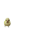 オキナインコ④（個別スタンプ：16）