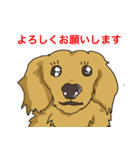 NO DACHS NO LIFE（個別スタンプ：5）