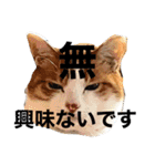 第七宇宙なぎと猫二世ぺれの日々是良日（個別スタンプ：14）