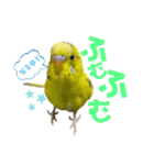 仲良しインコズ（個別スタンプ：14）