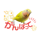 仲良しインコズ（個別スタンプ：16）