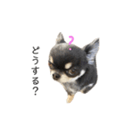 My name is Tama2（個別スタンプ：3）