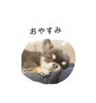 My name is Tama2（個別スタンプ：5）