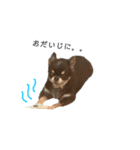 My name is Tama2（個別スタンプ：8）