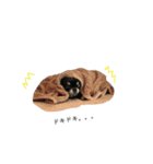My name is Tama2（個別スタンプ：10）
