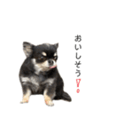 My name is Tama2（個別スタンプ：14）