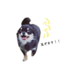 My name is Tama2（個別スタンプ：23）