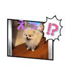 ポメラニアン万福プクプク3（個別スタンプ：5）