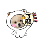 ポメラニアン万福プクプク3（個別スタンプ：6）