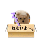 ポメラニアン万福プクプク3（個別スタンプ：9）