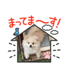 ポメラニアン万福プクプク3（個別スタンプ：13）