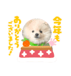 ポメラニアン万福プクプク3（個別スタンプ：14）