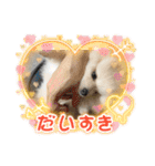 ポメラニアン万福プクプク3（個別スタンプ：15）