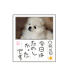 ポメラニアン万福プクプク3（個別スタンプ：18）