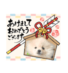 ポメラニアン万福プクプク3（個別スタンプ：20）