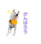 白柴こはくスタンプその2（個別スタンプ：5）