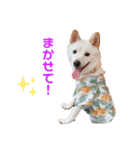 白柴こはくスタンプその2（個別スタンプ：9）