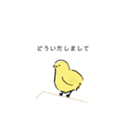 手書きのひよこスタンプ（個別スタンプ：7）