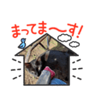 にゃーこちゃん三兄弟（個別スタンプ：5）