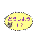 大きめ文字で読みやすい絶対使えるフレーズ（個別スタンプ：31）