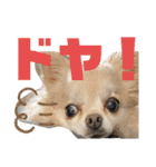 こはむぎげんまいver.2（個別スタンプ：3）