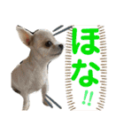 こはむぎげんまいver.2（個別スタンプ：19）