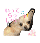 こはむぎげんまいver.2（個別スタンプ：22）