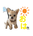こはむぎげんまいver.2（個別スタンプ：24）