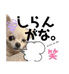 こはむぎげんまいver.2（個別スタンプ：39）