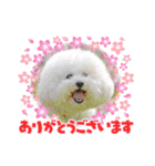 ビションフリーゼ大福  Part③（個別スタンプ：5）