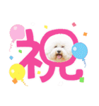 ビションフリーゼ大福  Part③（個別スタンプ：35）