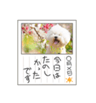 ビションフリーゼ大福  Part③（個別スタンプ：38）