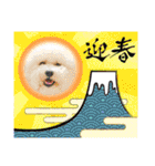 ビションフリーゼ大福  Part③（個別スタンプ：40）