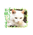 おばけのお千代とお友達（個別スタンプ：5）