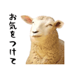 飛び出す！カワウソと動物の仲間たち（個別スタンプ：17）