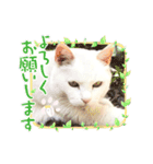 おばけのお千代と義理の姉妹達（個別スタンプ：5）