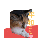 みけねこ暮らし（個別スタンプ：1）