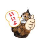 みけねこ暮らし（個別スタンプ：9）