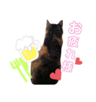 みけねこ暮らし（個別スタンプ：20）