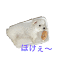 ビションフリーゼのブロンくん（個別スタンプ：2）