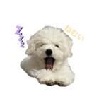 ビションフリーゼのブロンくん（個別スタンプ：6）