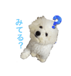 ビションフリーゼのブロンくん（個別スタンプ：10）