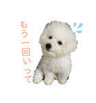 ビションフリーゼのブロンくん（個別スタンプ：18）
