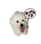 ビションフリーゼのブロンくん（個別スタンプ：22）