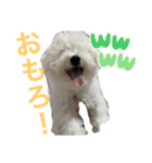 ビションフリーゼのブロンくん（個別スタンプ：23）