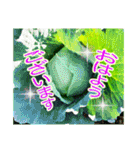 野菜大好き！【日常言葉】（個別スタンプ：1）