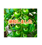 野菜大好き！【日常言葉】（個別スタンプ：9）